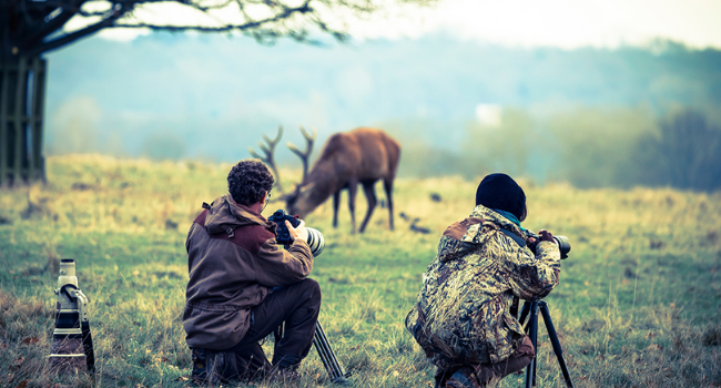 Tipping Wildlife Photographer