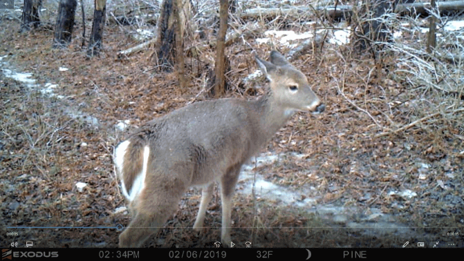 Trail Camera Ability to Sense Animals