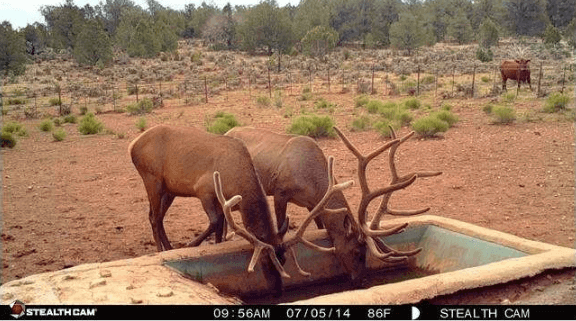 Trail Camera Image Quality