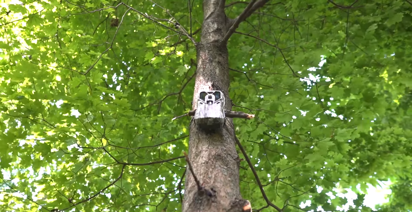 High Branches on Trees