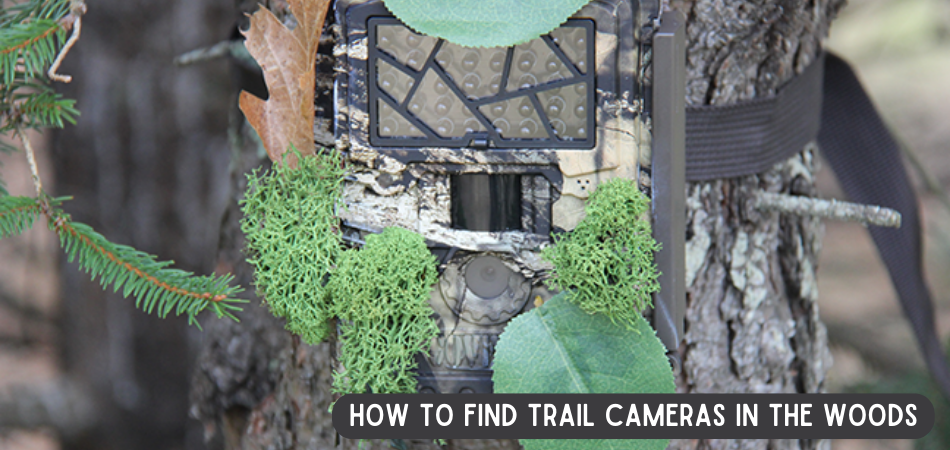 How To Find Trail Cameras In The Woods